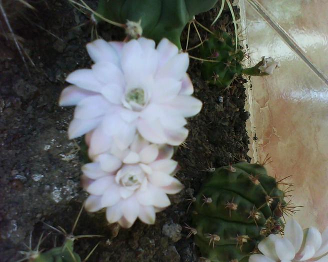 Gymnocalycium