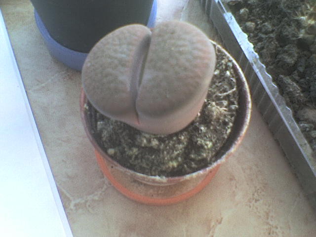 Lithops