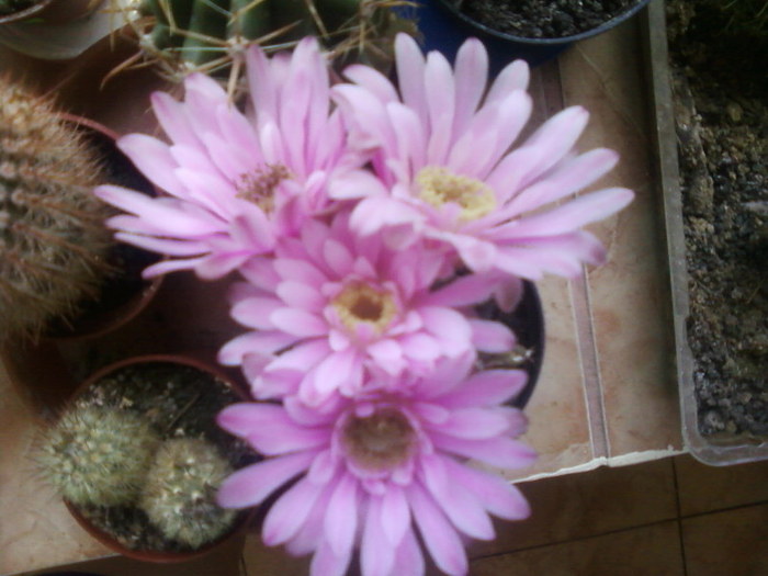 Gymnocalycium - Cactusi -suculente