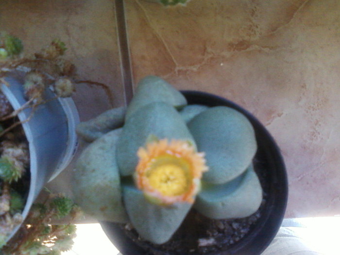 Pleiospilos - Cactusi -suculente