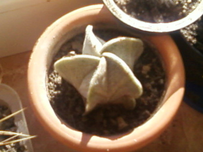 Astrophitum - Cactusi -suculente