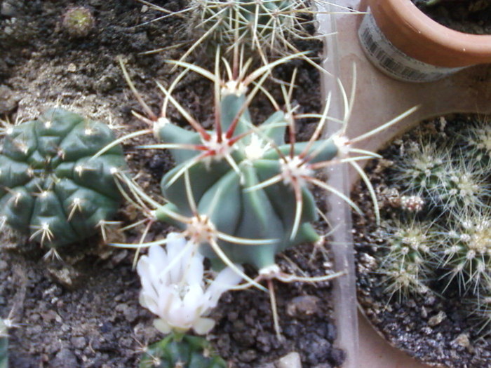 Ferocactus (dreapta) - Cactusi -suculente