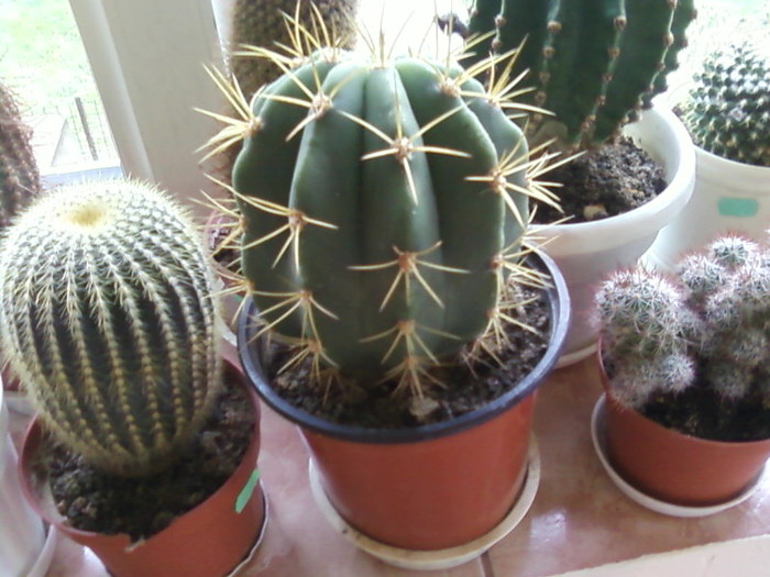 Melocactus (dreapta) - Cactusi -suculente
