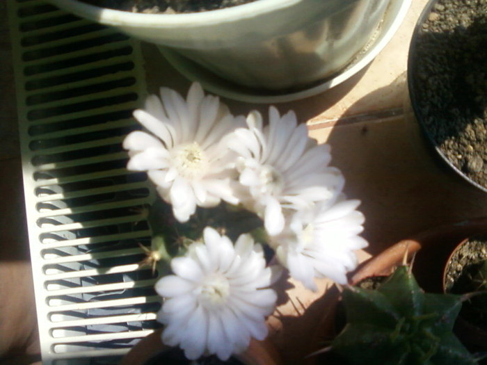 Gymnocalycium - Cactusi -suculente