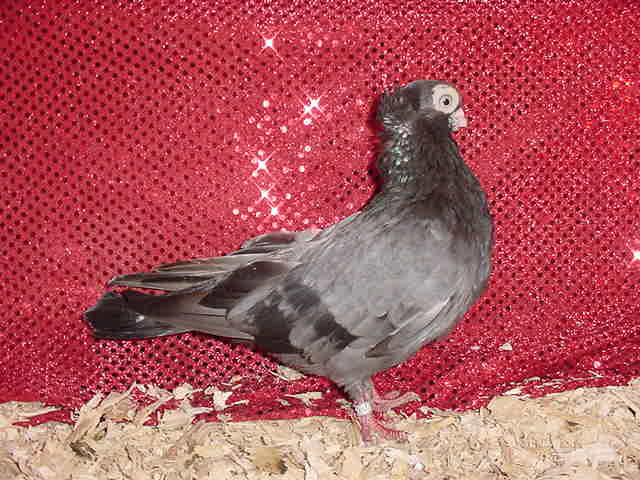 1jucatori din Balcani Saso Petkovski