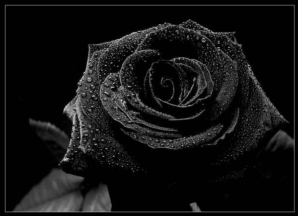 50352402 - Rose Black