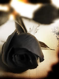 Black-Rose-Wallpaper - Rose Black