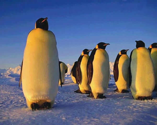 352_1280[1] - Imagini cu pinguini