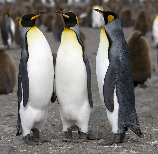 615px-Manchot_royal_-_King_Penguin - Imagini cu pinguini