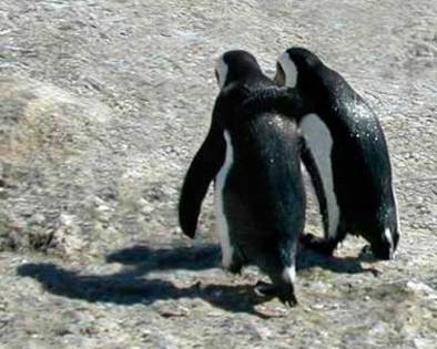 pinguini-prieteni[1] - Imagini cu pinguini
