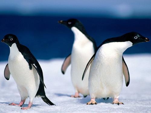 Poze cu Pinguini_ Poza Pinguin_ Imagini Pinguini Simpatici_ Wallpaper Pinguin 10 - Imagini cu pinguini