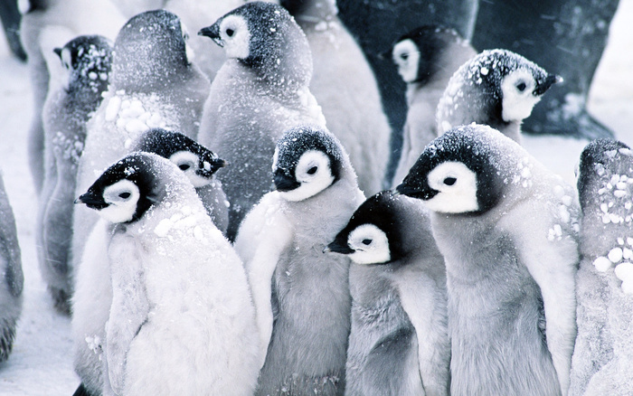 poze_animale_salbatice-pinguini-3[1] - Imagini cu pinguini