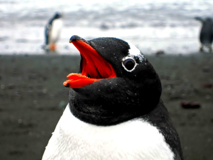 poze_animale_salbatice-pinguini-6[1] - Imagini cu pinguini