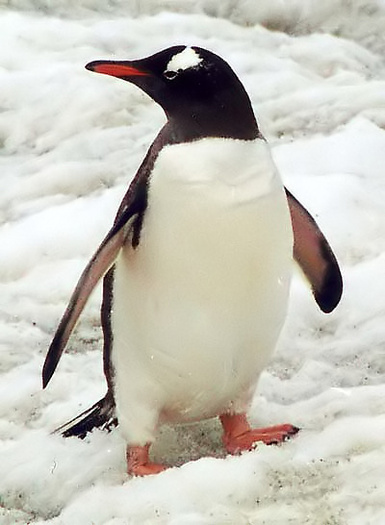 Pygoscelis_papua - Imagini cu pinguini
