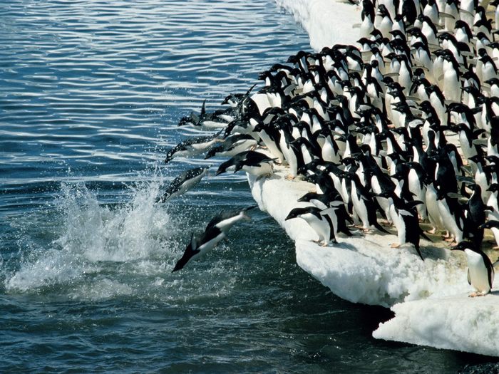 wallapaper-pinguini-antartica[1] - Imagini cu pinguini
