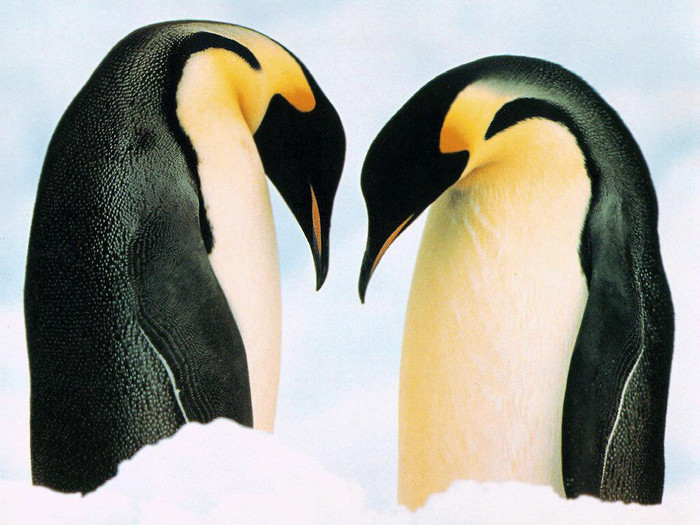 wallapaper-pinguini-sarutandu-se[1]