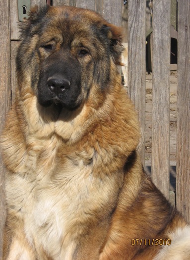 Raisa; femela ciobanesc caucazian, 1 an
