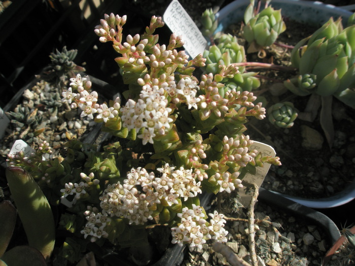 Crassula congiunta - flori - SUCULENTE