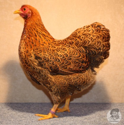 wyandotte diferite culori - citeva poze
