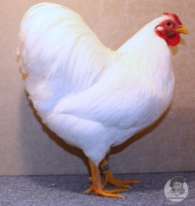 wyandotte alb - citeva poze