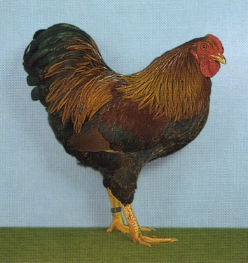 Zw%20Wyandotten%20rebhuhnfarbig%20gebaendert%200,1 - citeva poze