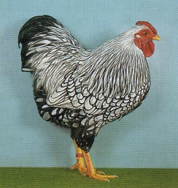 Zw%20Wyandotten%20silberschwarzgesaeumt%201,0