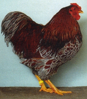 Zw__Wyandotten_goldblau-ges_10 - citeva poze