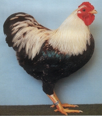 Zwerg_wyandotten_lachsfarbig_10 - citeva poze
