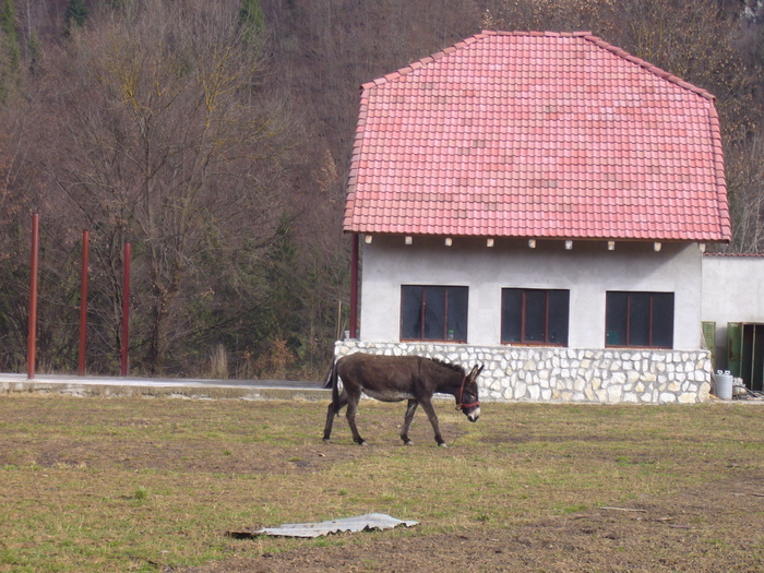 P1030889 - prin apuseni la moti