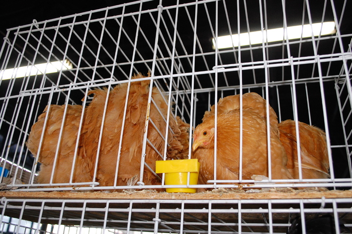 74 - Expo 2010 Indagra