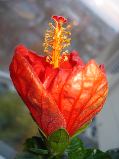 HIBISCUS - FLORILE MELE