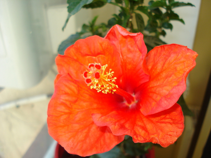 HIBISCUS