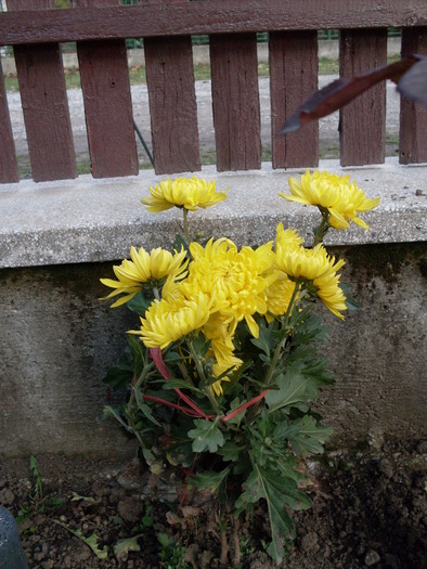 Crizantema Olymp Yellow - Gradina-2010