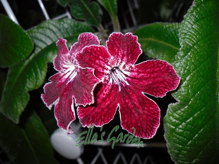 SAM_0348 - 2012 Streptocarpus