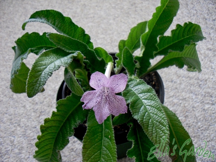 SAM_1280 - 2012 Streptocarpus