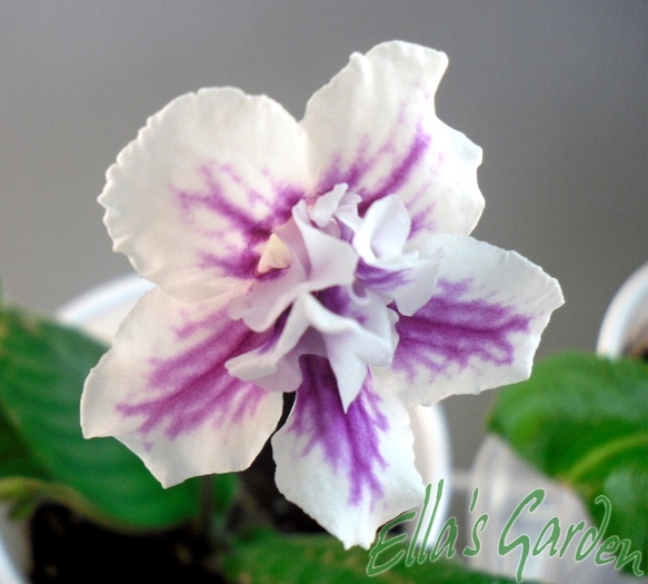 SAM_6144 - 2012 Streptocarpus