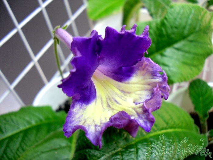 SAM_6168 - 2012 Streptocarpus