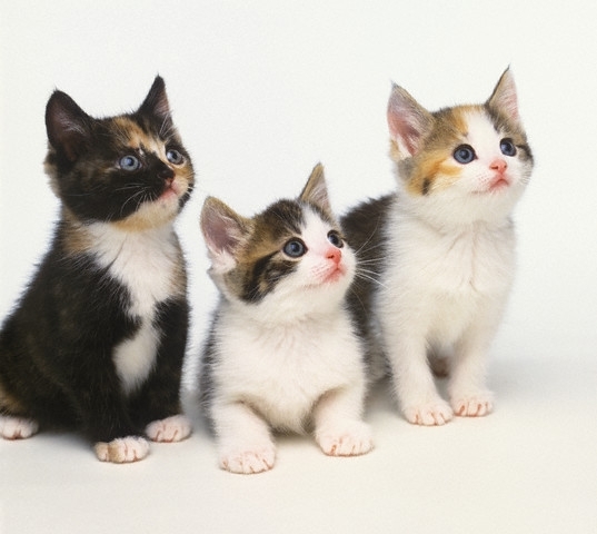 pisici - pisicute dulci