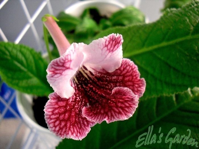 SAM_7988 - 2012 Streptocarpus