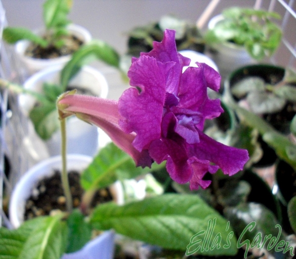 SAM_7995 - 2012 Streptocarpus