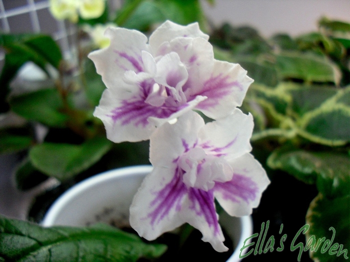 SAM_8837 - 2012 Streptocarpus