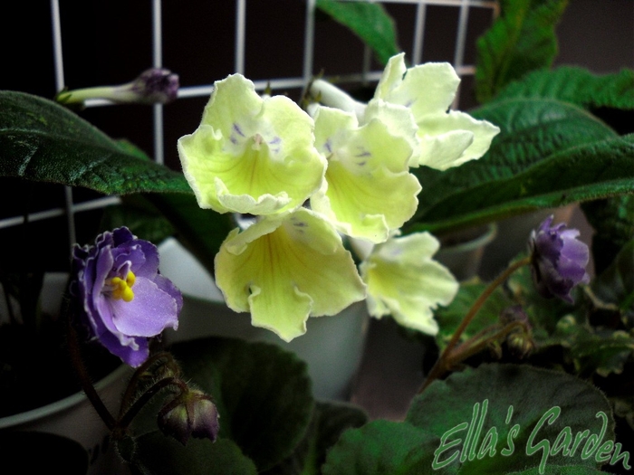 SAM_8976 - 2012 Streptocarpus