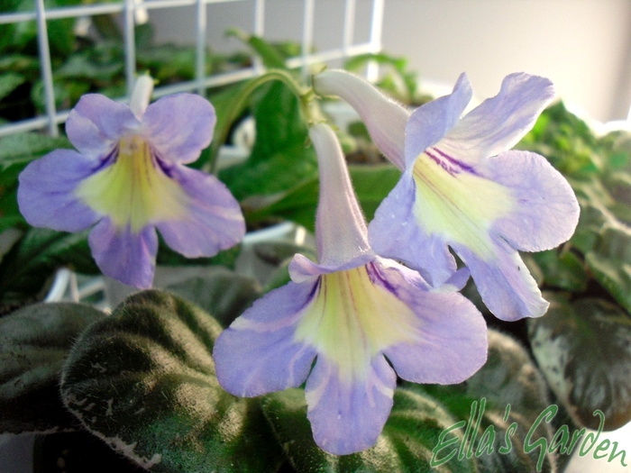 SAM_9157 - 2012 Streptocarpus