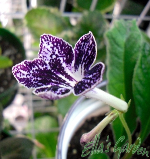 SAM_9427 - 2012 Streptocarpus