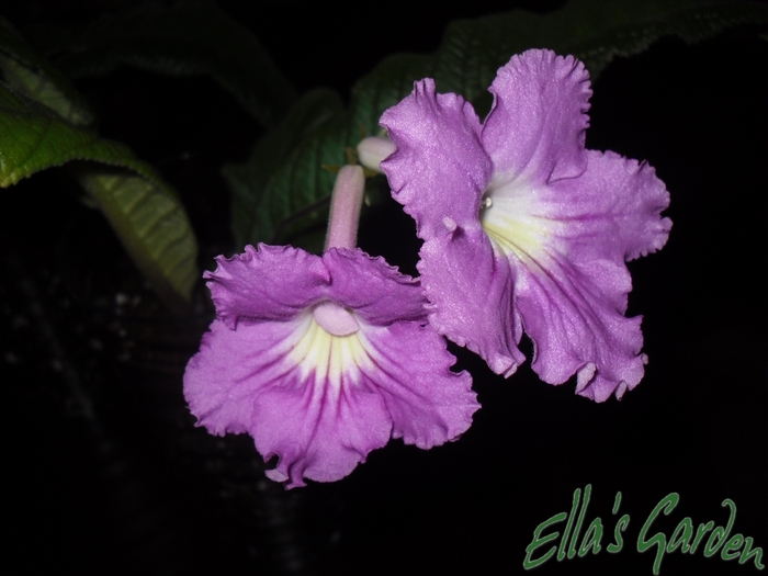 SAM_9456 - 2012 Streptocarpus