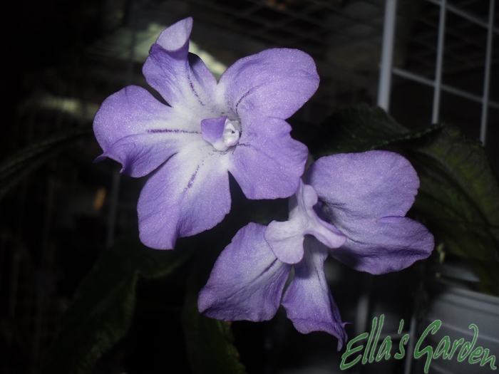 SAM_9902 - 2012 Streptocarpus