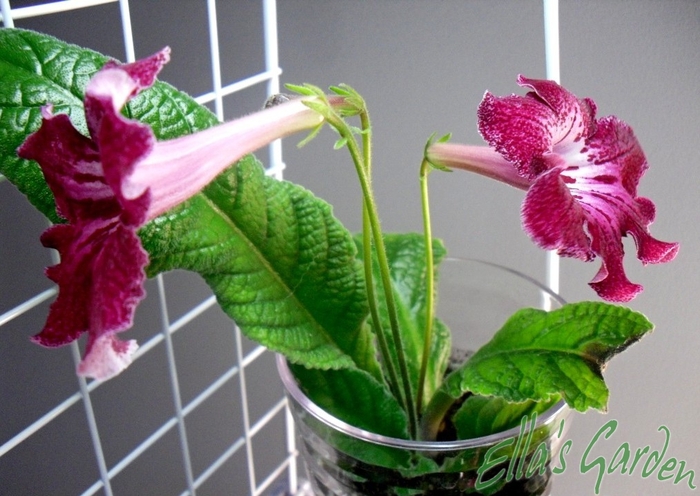 SAM_0112 - 2012 Streptocarpus