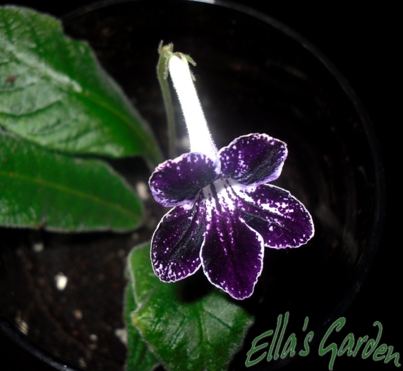 SAM_0352 - 2012 Streptocarpus