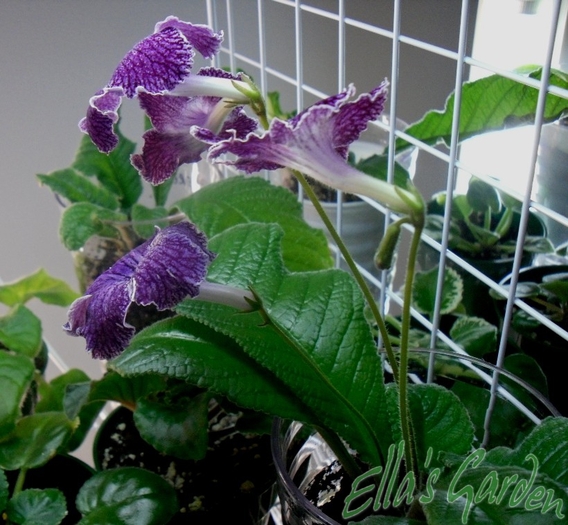 SAM_0396 - 2012 Streptocarpus