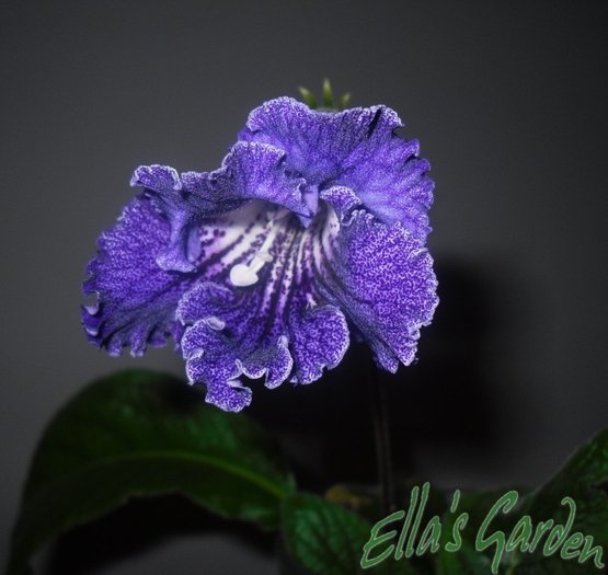 SAM_0610 - 2012 Streptocarpus